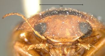 Media type: image;   Entomology 6011 Aspect: head frontal view